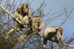 Animals in the Zoo